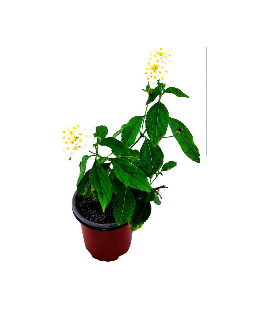 Lantana cámara blanca