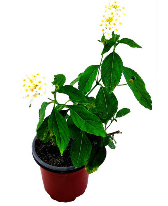 Lantana cámara blanca