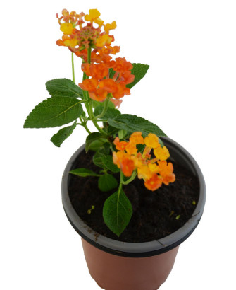 Lantana cámara naranja