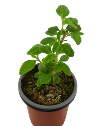 Lantana Uruguay