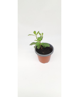 Lantana México
