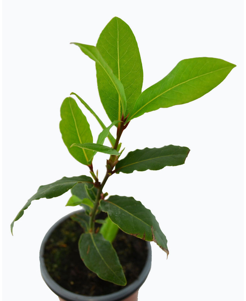 Laurel