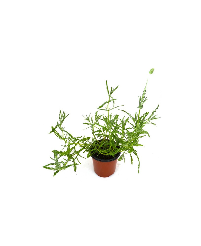 Lavanda dentada