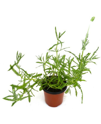 Lavanda dentada