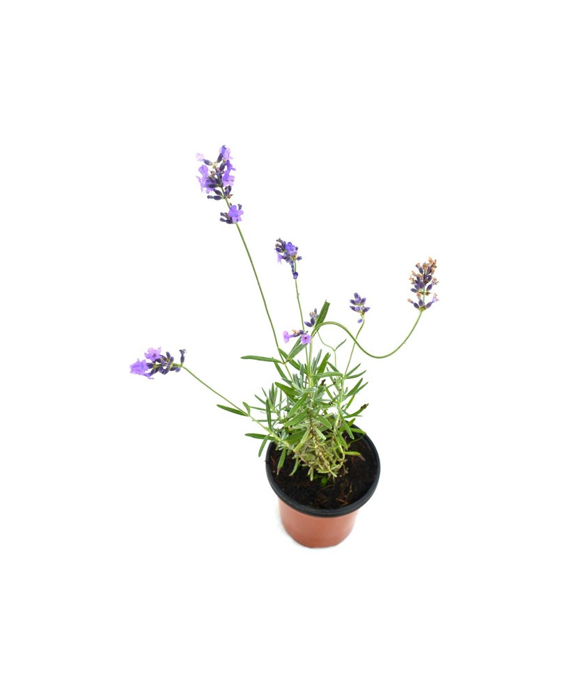 Lavanda officinalis