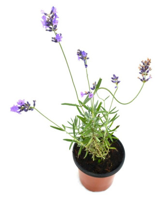 Lavanda officinalis