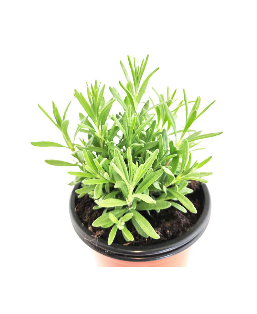 Lavanda angustifolia Púrpura