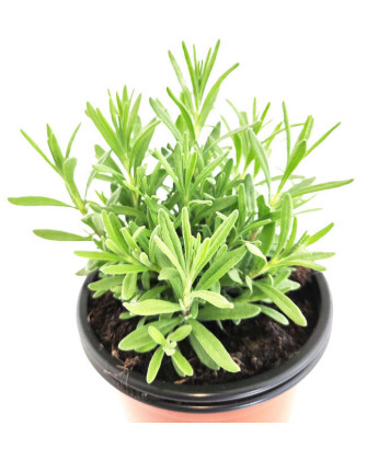 Lavanda angustifolia Púrpura
