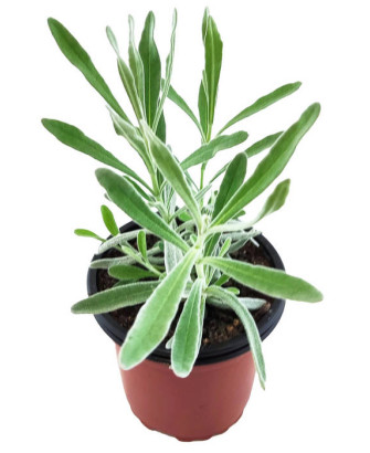 Lavanda espliego basto