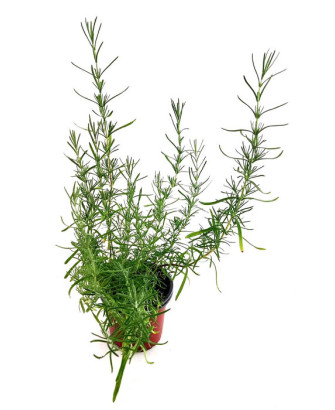 Lavanda cantueso pedunculata