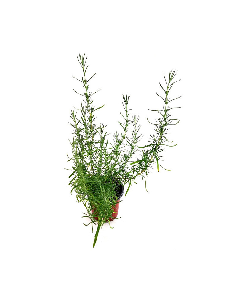 Lavanda cantueso pedunculata