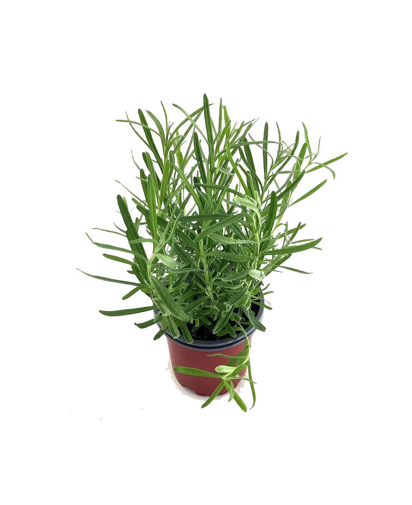 Lavanda angustifolia flor azul