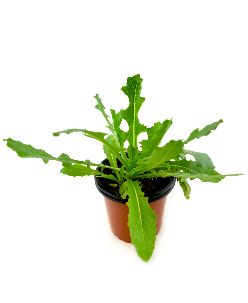 Lechuga silvestre
