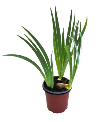 Lirio azul