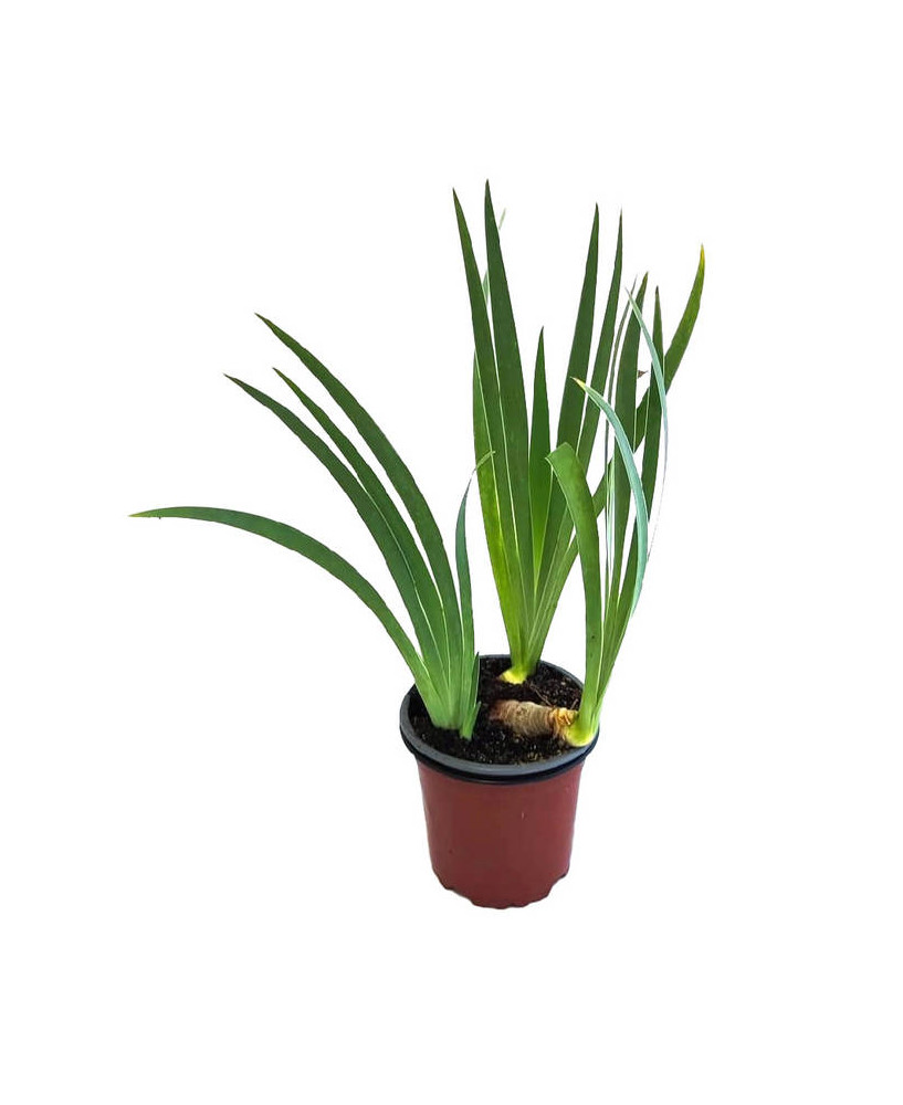 Lirio azul