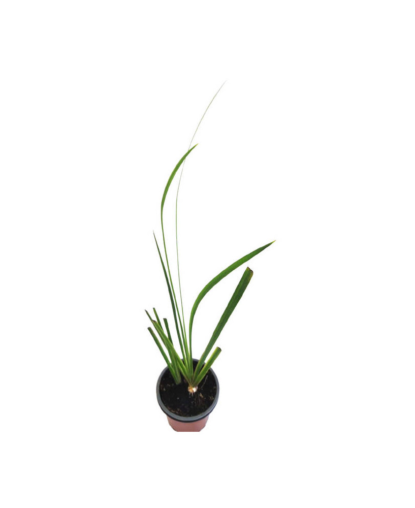 Lirio amarillo