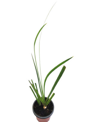 Lirio amarillo