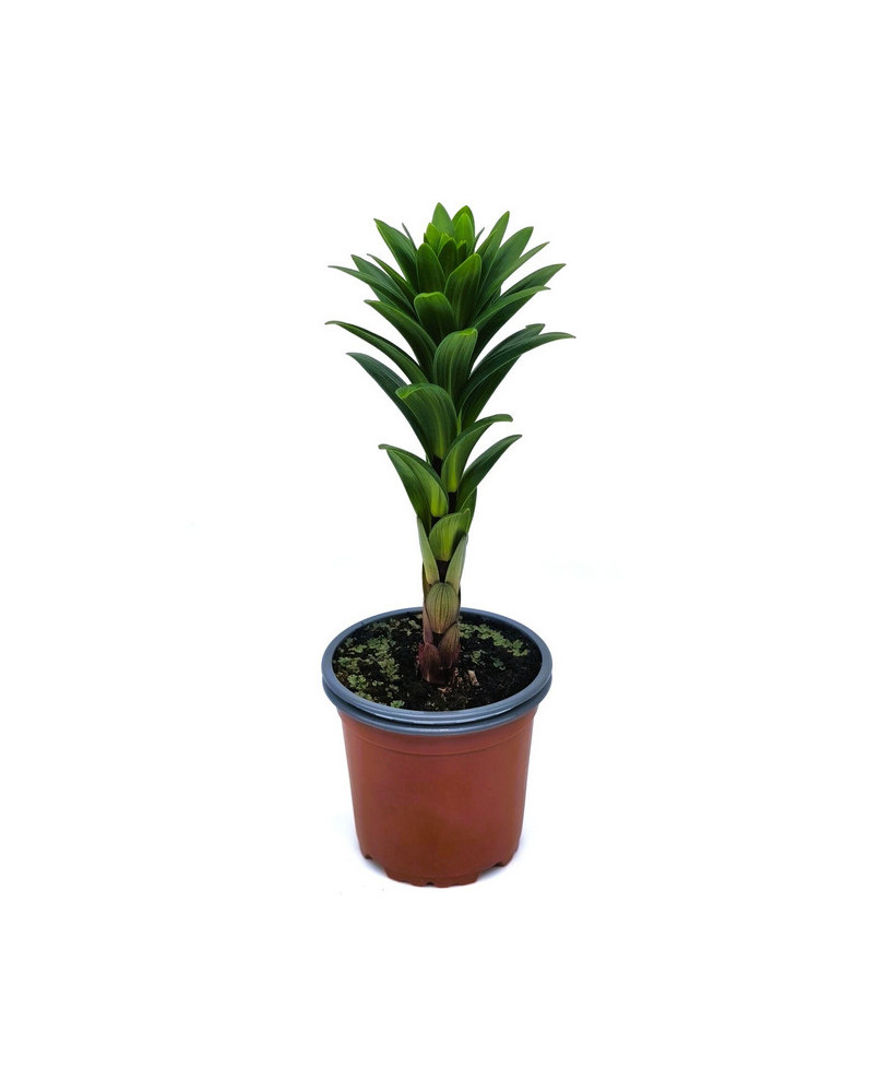 Lirio blanco "albidona"