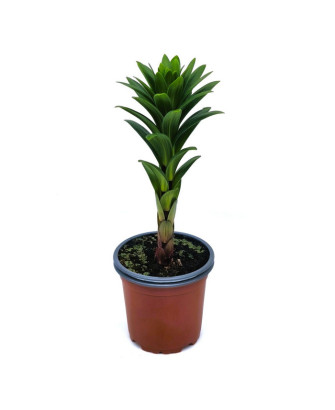 Lirio blanco "albidona"