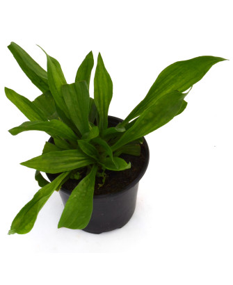 Llantén hoja ancha