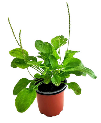 Llantén hoja ancha variegata