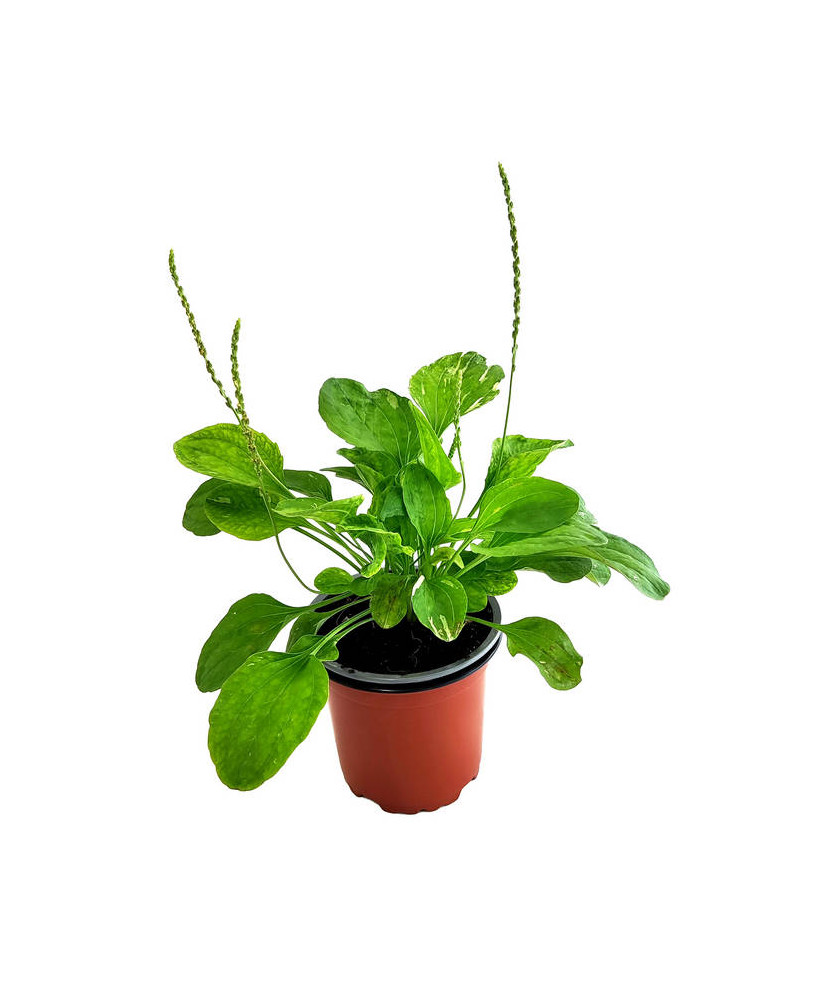 Llantén hoja ancha variegata