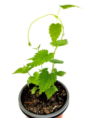 Lúpulo cascade hembra