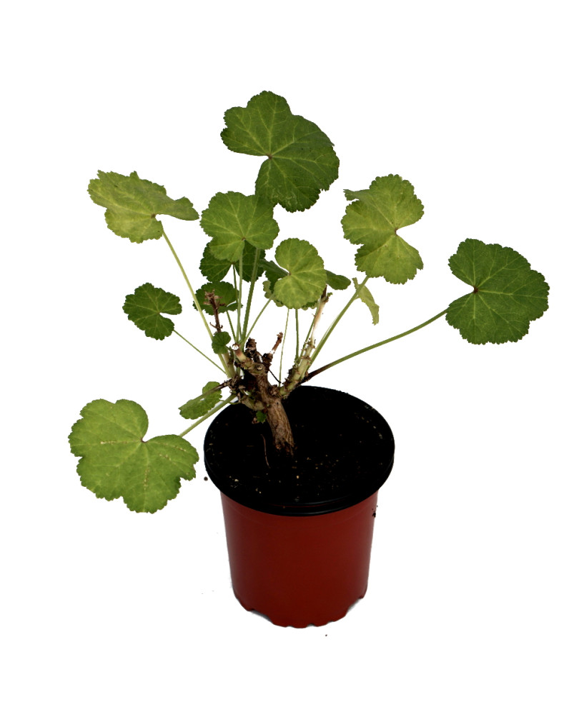 Malva