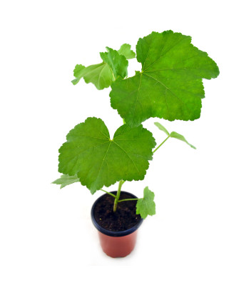 Malva arbórea