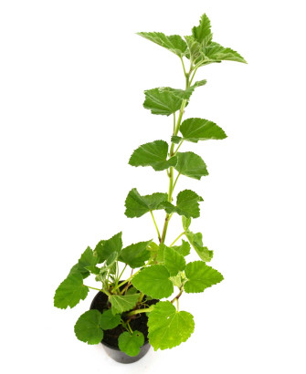 Malvavisco