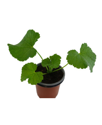 Malva real