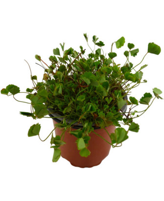 Marsilea minuta