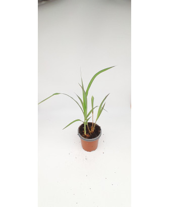 Maralfalfa pasto gigante perenne