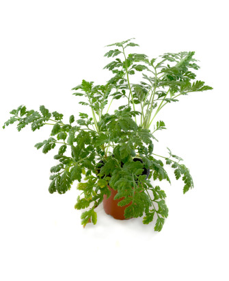 Matricaria