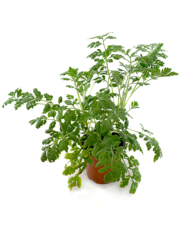 Matricaria