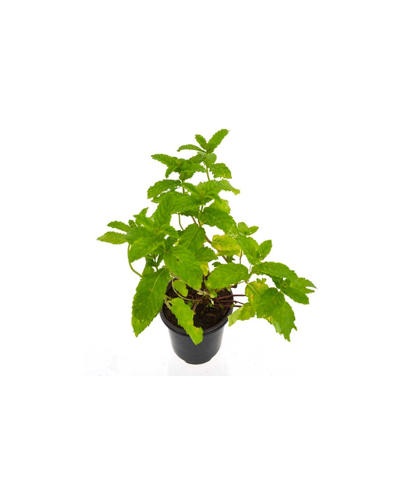 Menta hierbabuena