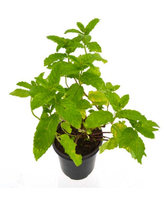 Menta hierbabuena