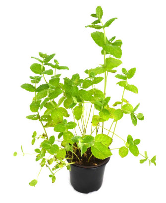 Menta (a la manzana)