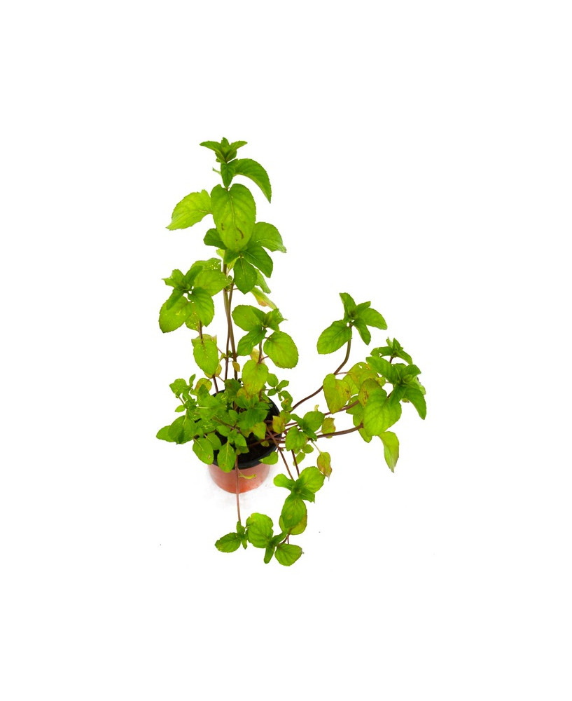 Menta (sabor muy intenso)