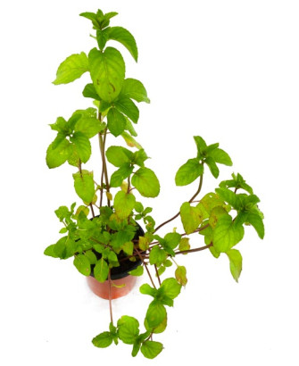 Menta (sabor muy intenso)