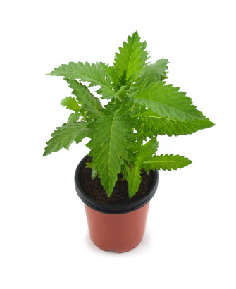 Menta de lobo