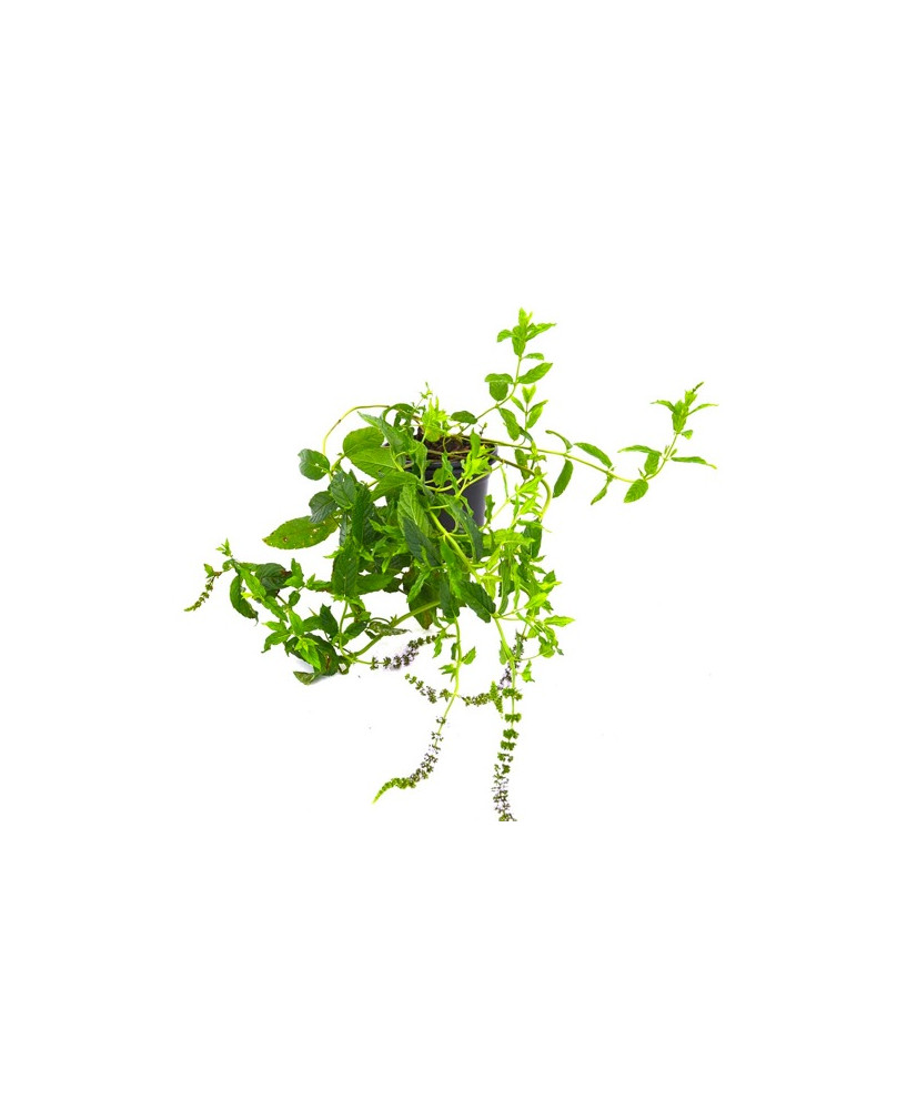 Menta del té marroquí