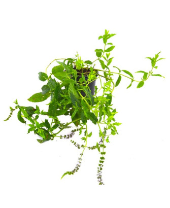 Menta del té marroquí
