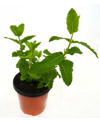 Menta fabera