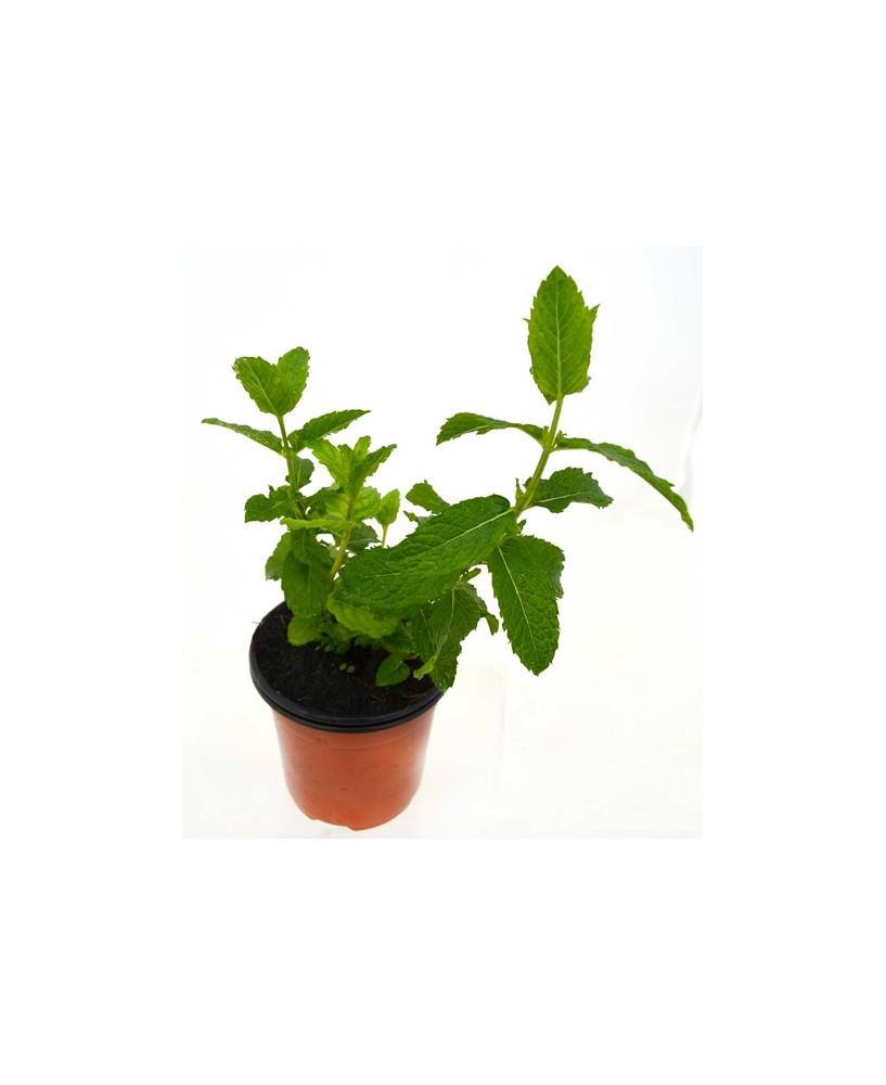 Menta fabera