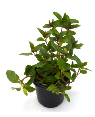 Menta piperita chocolate