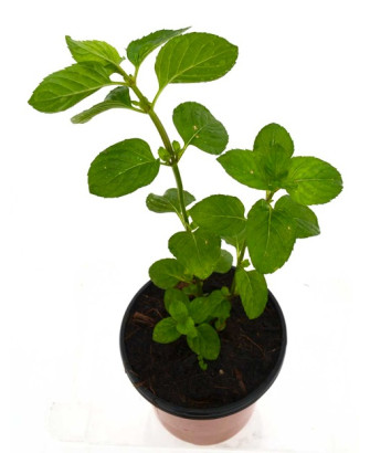 Menta poleo