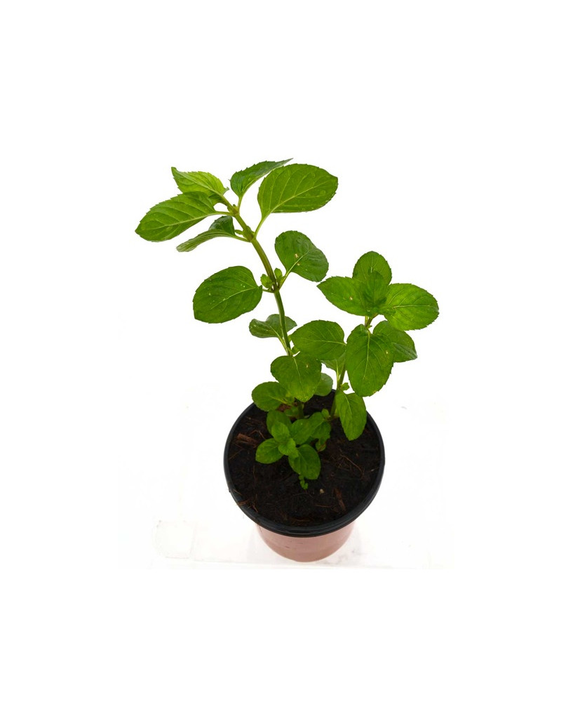 Menta poleo