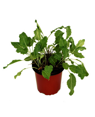 Menta romana