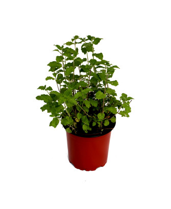 Menta sabor fresa